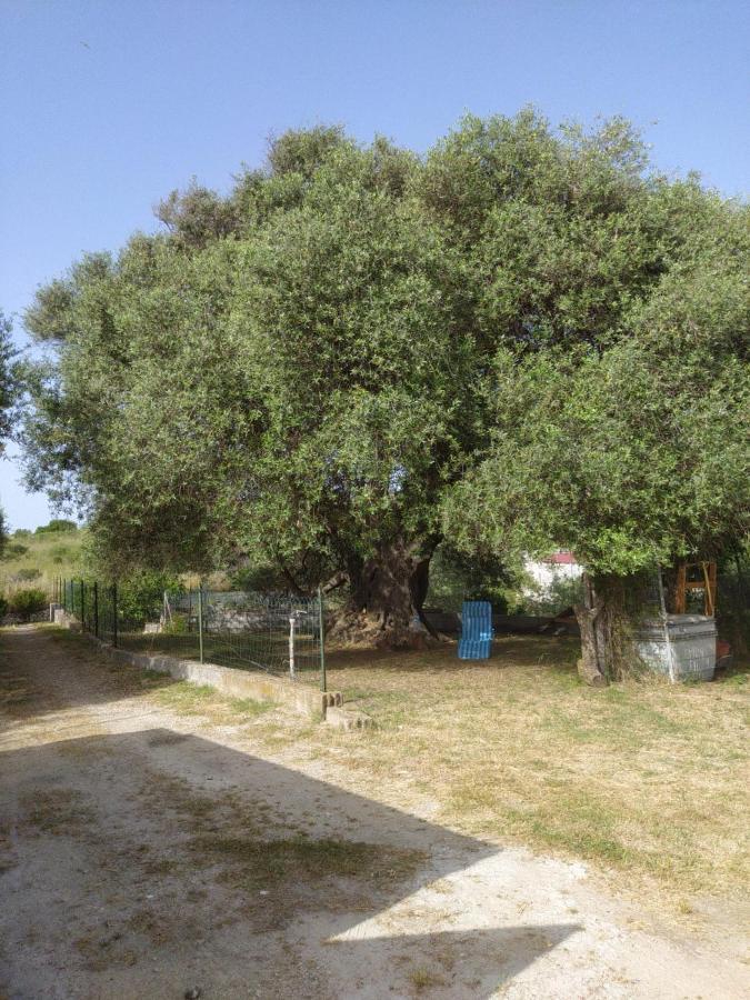 Casa Olea Βίλα Sorso Εξωτερικό φωτογραφία